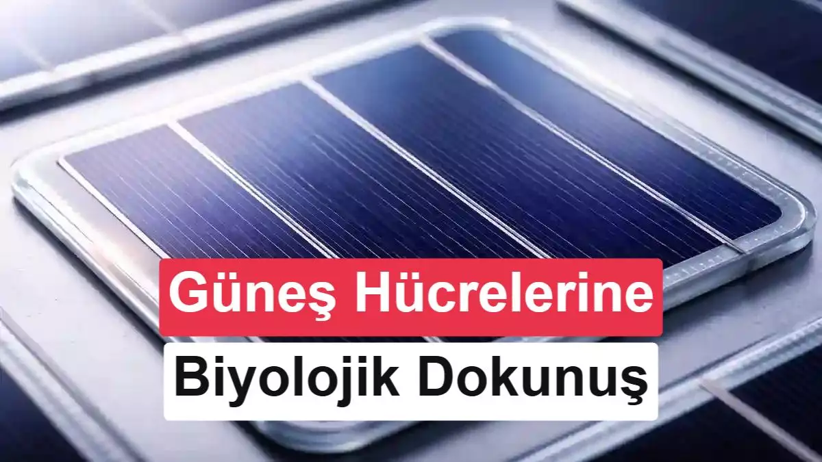 Güneş hücrelerinde şaşırtan yöntem: Odundan elde edilen madde verimliliği artırdı