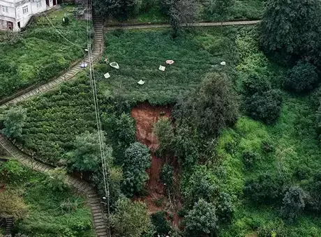Rize’de selin ardından hayat normale dönüyor! Çamurun içinde çay hasadı