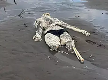 Sahilde 112'yi aratan korkunç manzara! Dikkat çeken mayo detayı