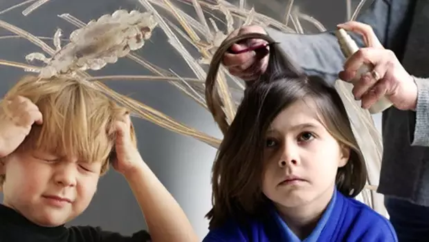 ‘Süper bit’ tehlikesi! Geleneksel ilaçlar artık işe yaramıyor, doğal yöntemler de etkisiz... Peki nasıl korunacağız?