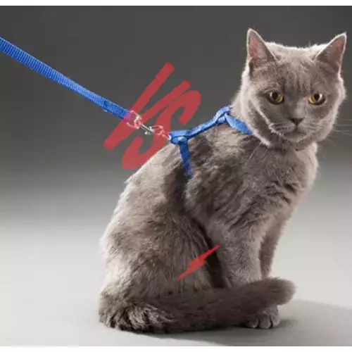 Kedi Tasması Ürün Görseli